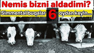 Bu buqalarning OTASI aniq: 6 oydan keyingi holat #botirqodirov #funny #idealagrar #simmental #chorva