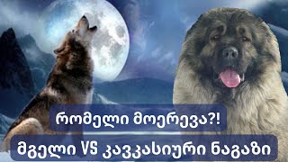 კავკასიური ნაგაზი მგლის წინააღმდეგ | Caucasian sheep-dog vs wolf | Кавказская овчарка против волка