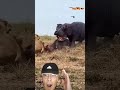 Shocking scene 😲😰Lions attack Hippo ショッキング😱シーンライオンがカバに攻撃した #lion #youtubeshorts