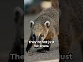 Coatis the adorable minibears  animals love nature