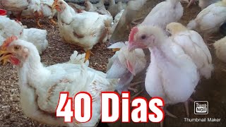 ¡¡¡MIS POLLOS NO ENGORDAN!!!!  CAUSAS Y SOLUCION