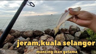 Memancing di jeram, kuala selangor di serang ikan gelama