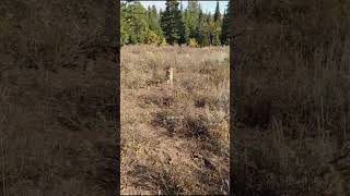 Man Shoots Mountain Lion