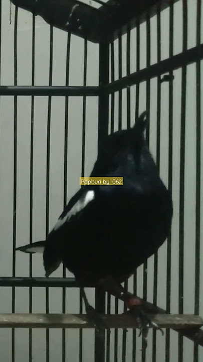 suara alami kacer dada hitam gacor #bird