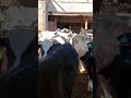 Голштин зотли букалар..