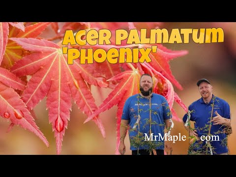 Acer Palmatum 'Phoenix' Japanese Maple!