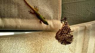 Gecko VS Wasp Nest - Hawaii