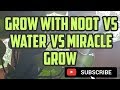 Grow With Noot vs Miracle Grow vs Water