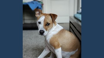 Pulsating Ambiance for Calm Hounds