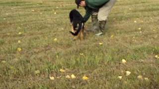 Crown Vom Lytle Aka Bear 5 Months