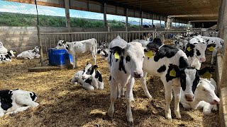 Farm #WithMe Animal Rescue 2024 BABY CALF BORN Incredible Cow Milking Smart Farming Hoof Trimming