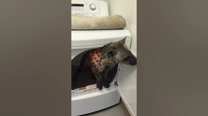 Hyena in my dryer - DayDayNews