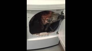 Hyena in my dryer