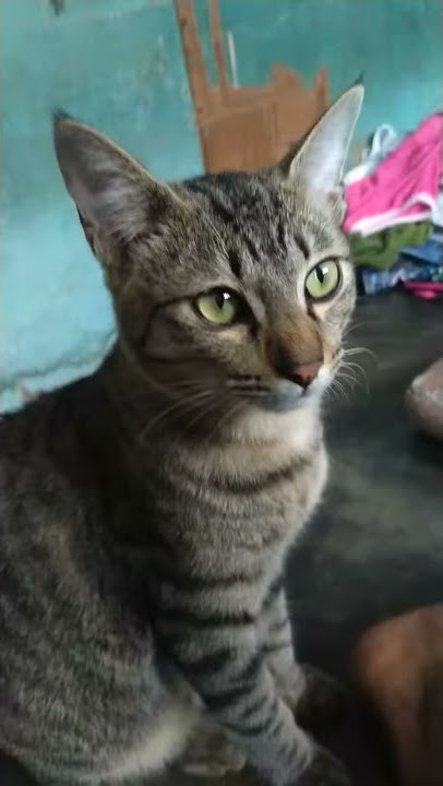 Ciri² kucing kampung campuran anggora