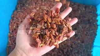 AI Belt Type Sorter Pecan – Shell and Kernel Separation