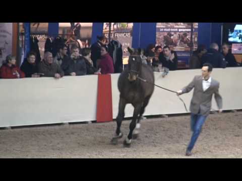  Kannan  jumping stallion  KWPN by Voltaire