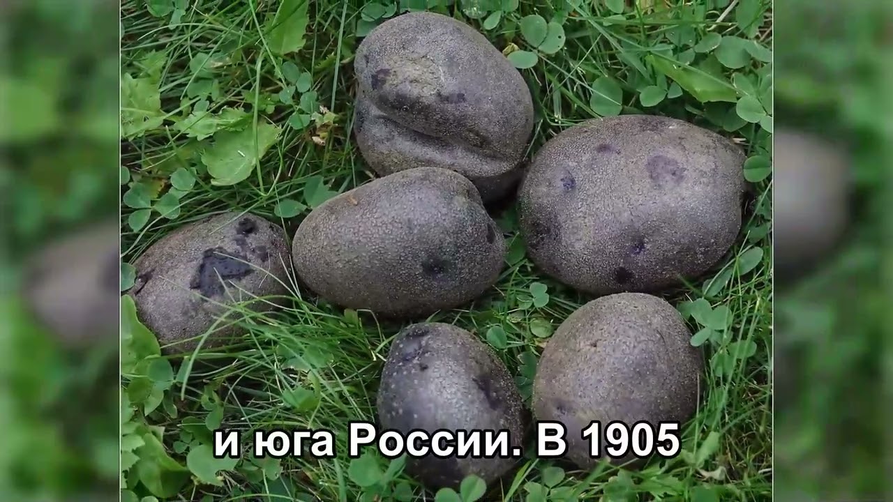 Забытый метод выращивания картофеля без перекопки даёт в три раза больше урожая и почти не требует т