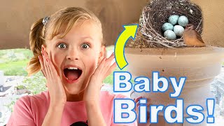 I Found Eggs! Baby Birds Flew Away!