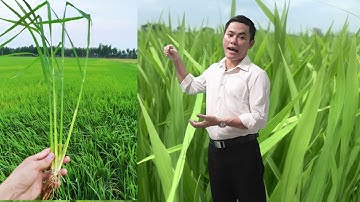 BÓN PHÂN ĐÓN ĐÒNG GIÚP ĐÒNG TO, BÔNG BỰ