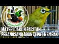 Merangsang Pleci Biar Nembak Mp3 - Mp4 Download