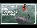 ¿Cómo es NADAR con TORTUGAS MARINAS? (Parte 1/2) | El Ñuro PERÚ