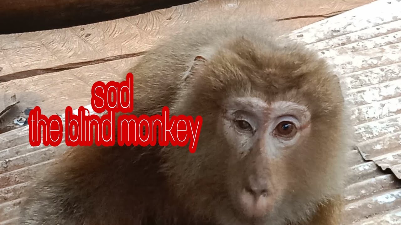 It's a pity to meet a blind monkey, it sees nothing @ rural animal life