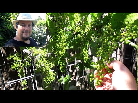 Grape Bunch Pruning To Produce Large Full Clusters