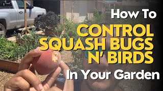 How To Control Squash Bugs and Birds In Your Garden | Food Forest 2024