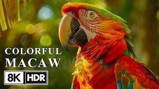 นกมาคอว์ใน 8K HDR 60FPS | นกที่สวยงามน่าทึ่ง | เสียงนก