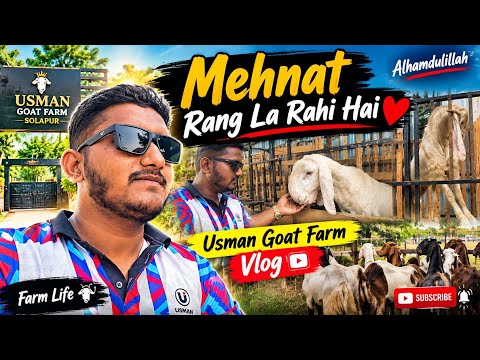 Mehnat Rang La Rahi Hai ❤️ | Usman Goat Farm Ka Ek Din | Full Farm Vlog 🐐🔥
