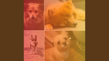 Pulsating Backdrops for Playful Friendly Pups