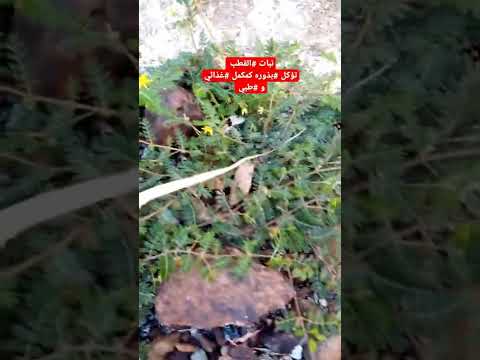 نبات القطب تؤكل ثمارة كمكمل غذائي و طبي