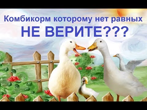 Вопрос: Какой оптимальный откормочный рацион уток?