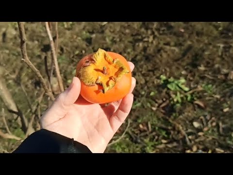 Хурма Дар Софиевки дегустация - YouTube