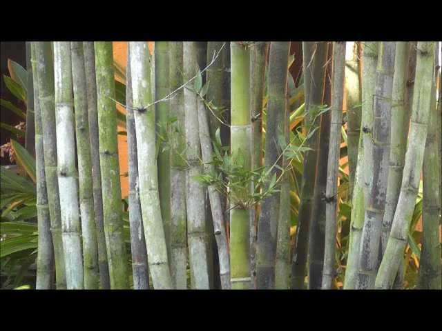 Bambusa Oldamii 10 OLDHAMS GIANT TIMBER BAMBOO SEEDS Bambusa Oldamii 10 OLDHAMS GIANT TIMBER BAMBOO SEEDS
