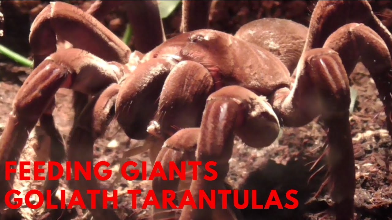 👹👹👹FEEDING THE GIANTS👹😲👹GOLIATH TARANTULAS👹👹👹THERAPHOSA👹😲👹STALKING PREY
