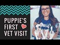 Our Puppy First Vet Visit | We Learn How To Clean French Bulldog's Ear | Reunites With Brother