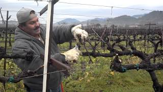 Pruning a Napa Valley vineyard