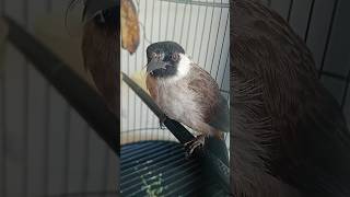 Download Lagu Sooty-headed Bulbul | Bird sound #birds #鳥 #birdsounds #burung #bulbul #pájaros #鳥の鳴き声 #animalsounds MP3