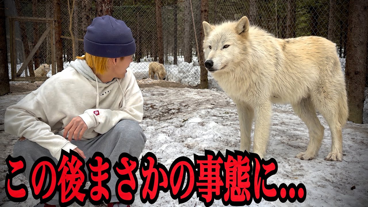 【恐怖】"大量のオオカミ"が暮らす檻の中に入った結果...