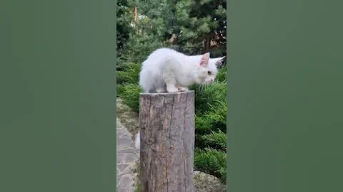 Watch the video about Maine Coon Polydactyla Kitty Named Angelica — She is a Kitty in a White Fur Coat With Blue Eyes