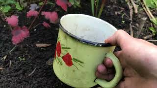 видео: Уход и подкормки смородины, малины и крыжовника в августе. Начало плетения декоративного забора картинка: Уход и подкормки смородины, малины и крыжовника в августе. Начало плетения декоративного забора