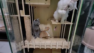 Cat Teasing Showdown: Spunky Orange Kitty Shines, White & Gray Cats Watch Dispassionately