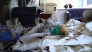 Egyptian Mau kittens 2015 part 5 by CatteryAsenka 930 views 8 years ago 8 minutes, 10 seconds