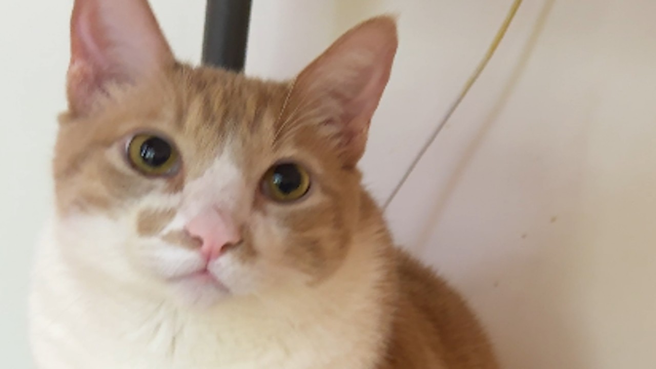 Cat whose owner passed away offers gifts to get cuddles