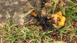 Tarantula Wasp