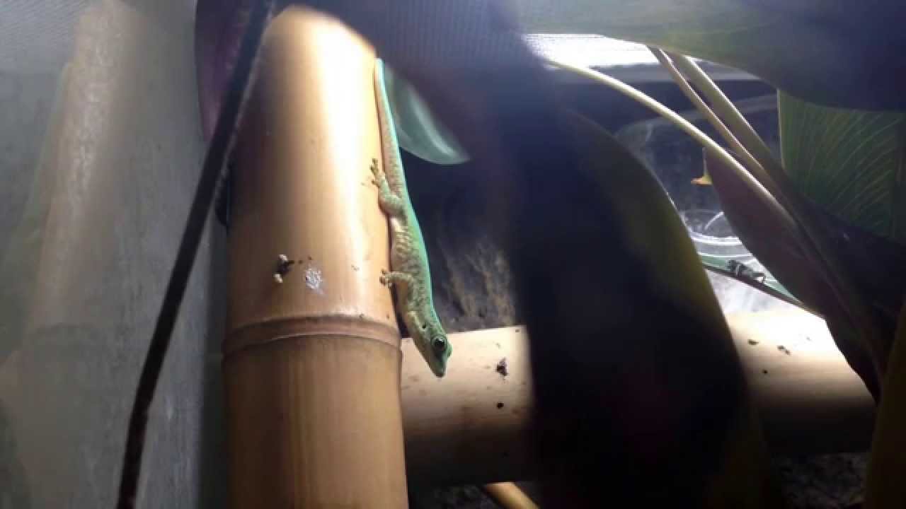 camera iphone 8 plus apk Gravid female Phelsuma robertmertensi