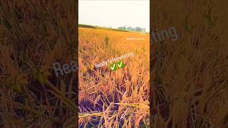 धान की फसल कटाई के लिए तैयार। #viralvideo #dhankiropai #cropfertilizer #shortvideo