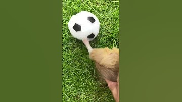 Thumbnail of Guinea Pigs Olympics🎖🏅🥉😆😃😁😀🤣