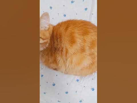 Максвелл кот - YouTube